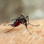 Dengue, zika and chikungunya fever mosquito (aedes aegypti) bitting human skin - drinking blood